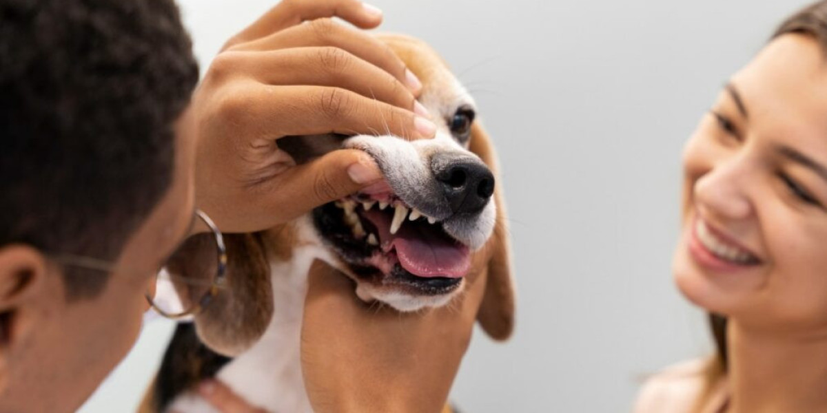 Why Pet Dental Extractions Are Essential for Your Pet’s Health and Happiness