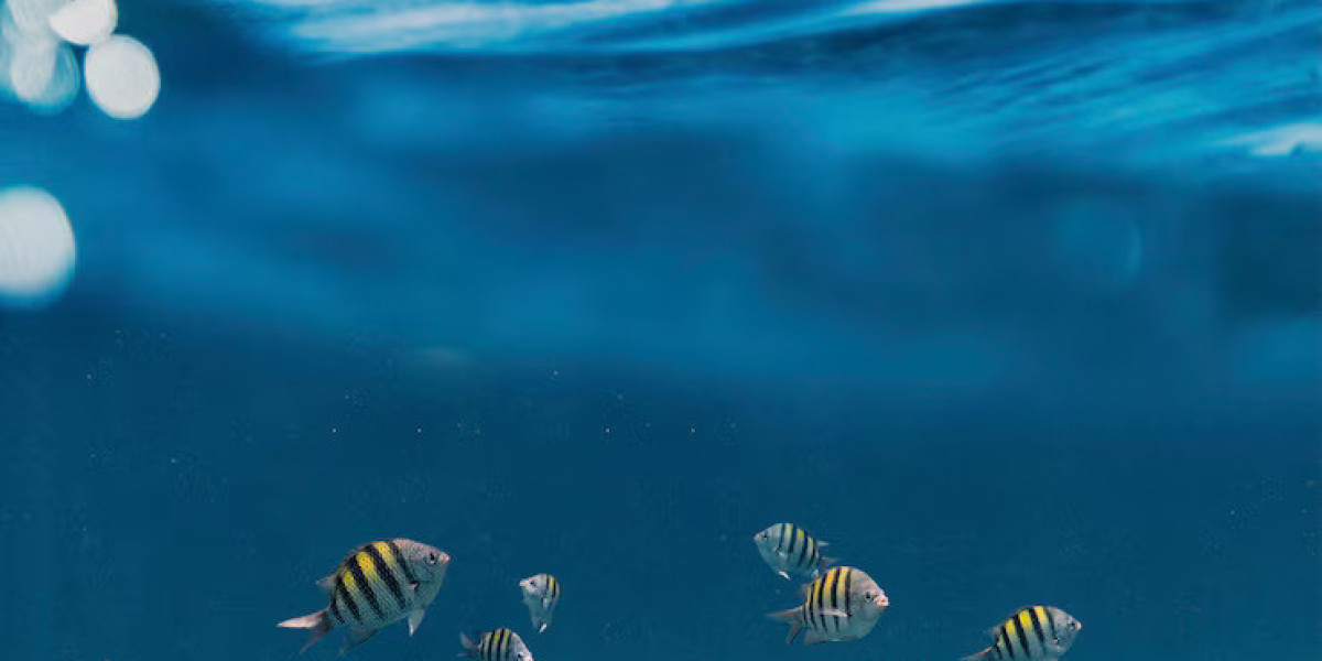 Exploring Coastal Waters: An Overview of Florida Fishing Charters
